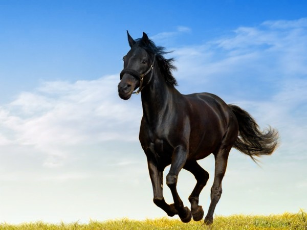 Horse HD Wallpaper
