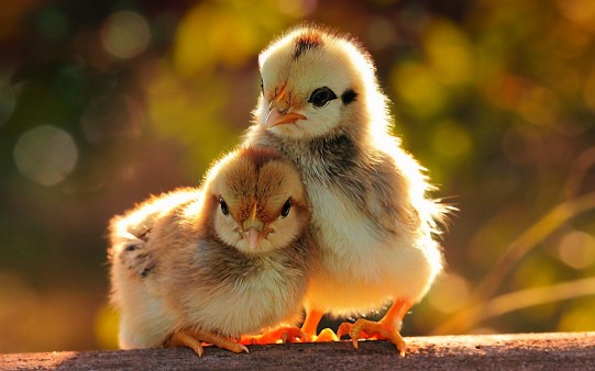 Chick HD Wallpaper