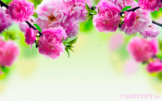 Pink Flower of Spring Season