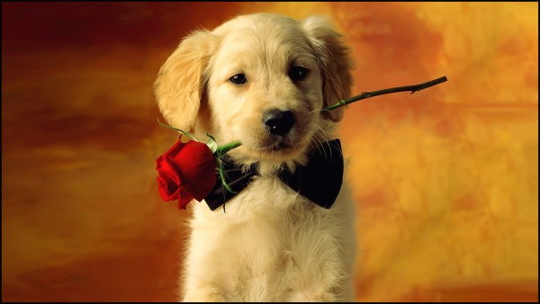 Cute Puppy Dog HD Wallpaper