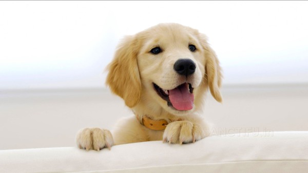 Cute Puppy HD Wallpaper