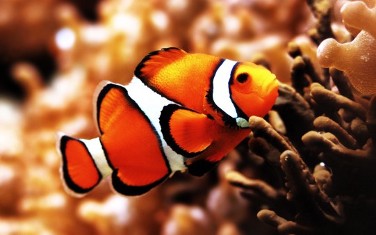 Clown Fish HD Wallpaper