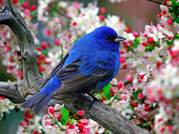 Blue Bird HD Wallpaper
