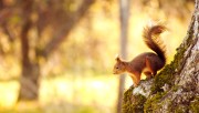 Squirrel HD Wallpaper
