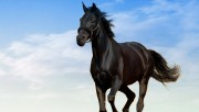 Horse HD Wallpaper