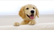 Cute Puppy HD Wallpaper