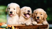 Cute Sweet Puppy HD Wallp…