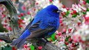 Blue Bird HD Wallpaper